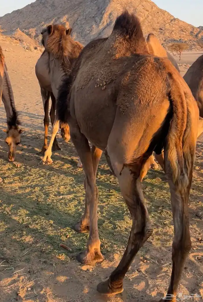 ناقه لقوح تلد 0