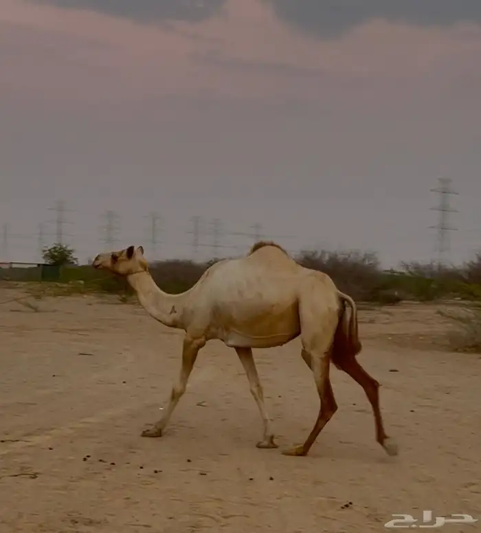 هجن ناقه سودانيه لقحه 0