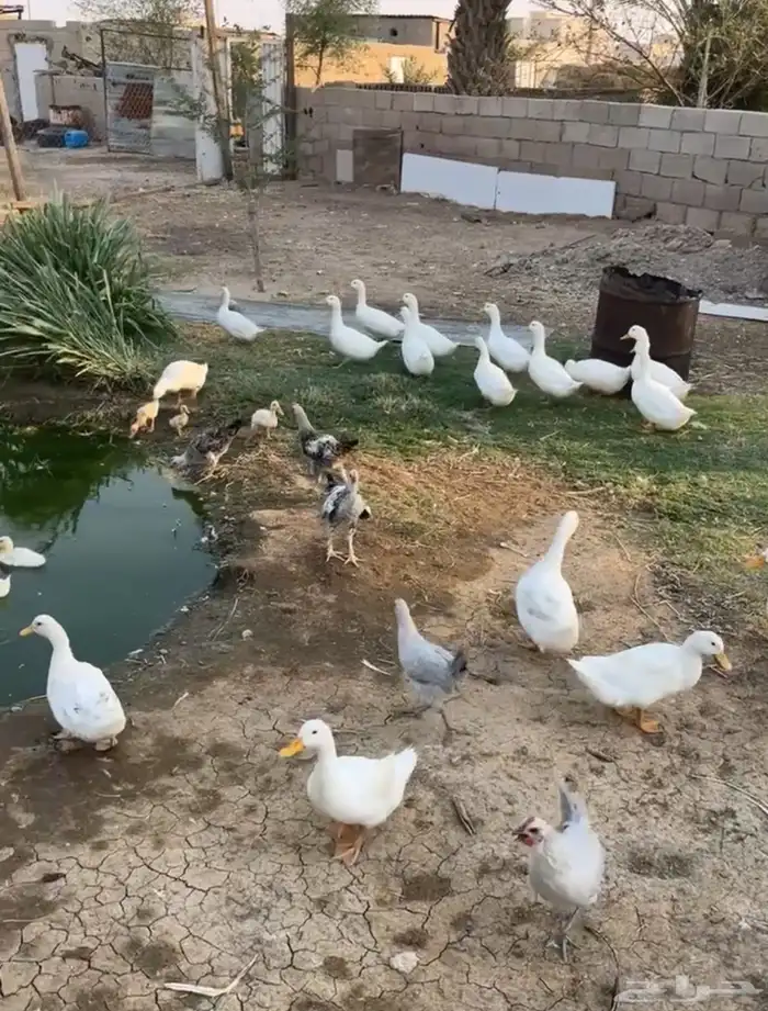 بط شرط الإنتاج العدد19 1