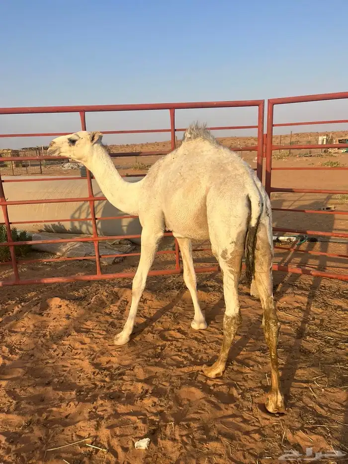 قعود للبيع 0