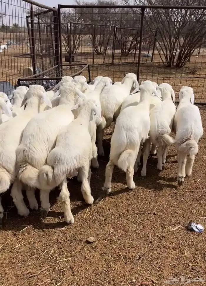 طليان تربيه مراح واحد 0