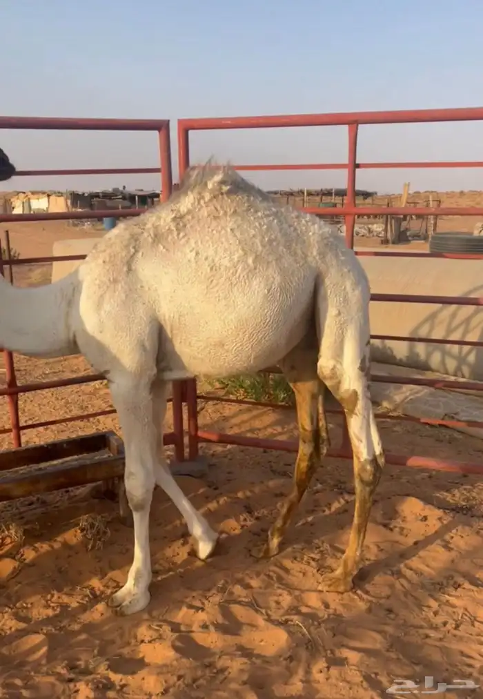 قعود للبيع 1