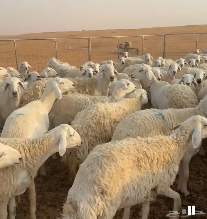 حريات حرش مراح 0