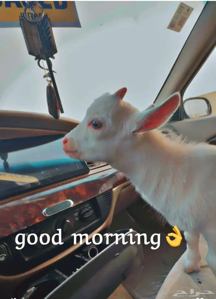 تيس قزم 1