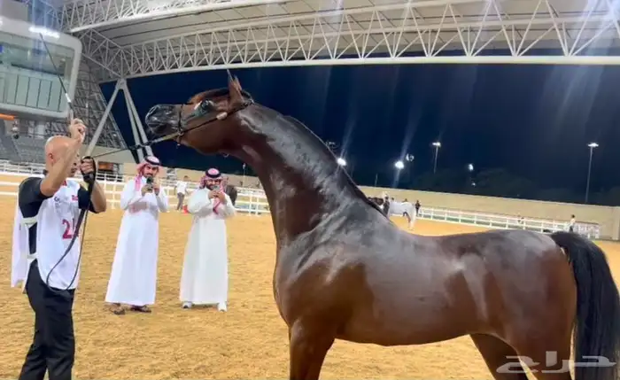 مهر واهو 1