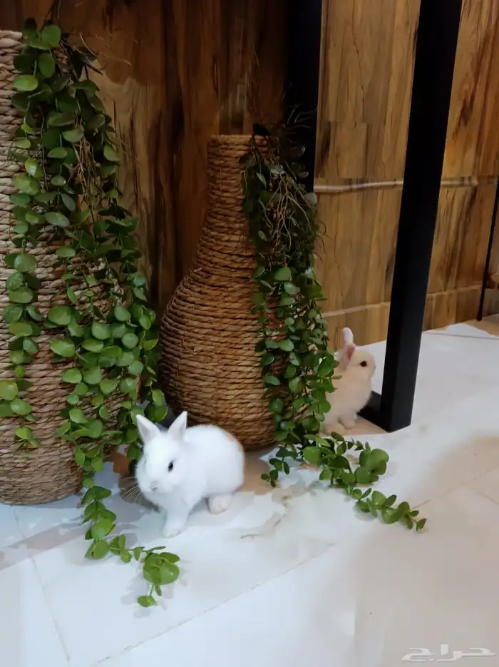 أرانب نذرلاند القزمي عيونه زرقاء للبيع 2