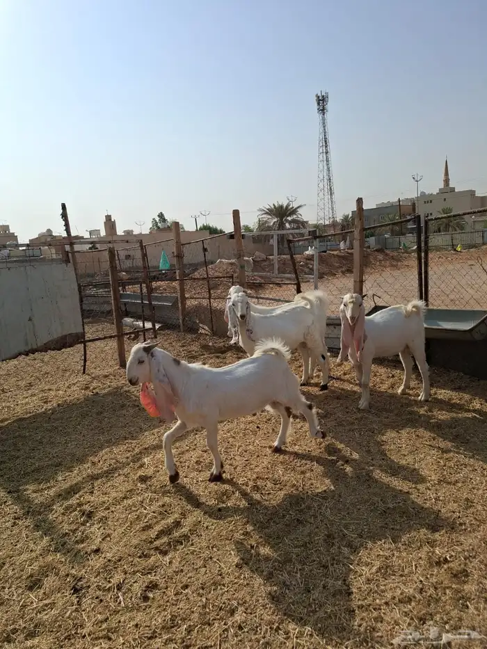 تيوس هولنديه العمر 4شهور الصحه مشالله 4