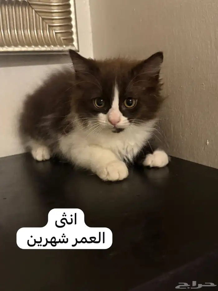 مجموعه قطط 3