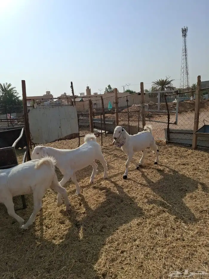 تيوس هولنديه العمر 4شهور الصحه مشالله 3