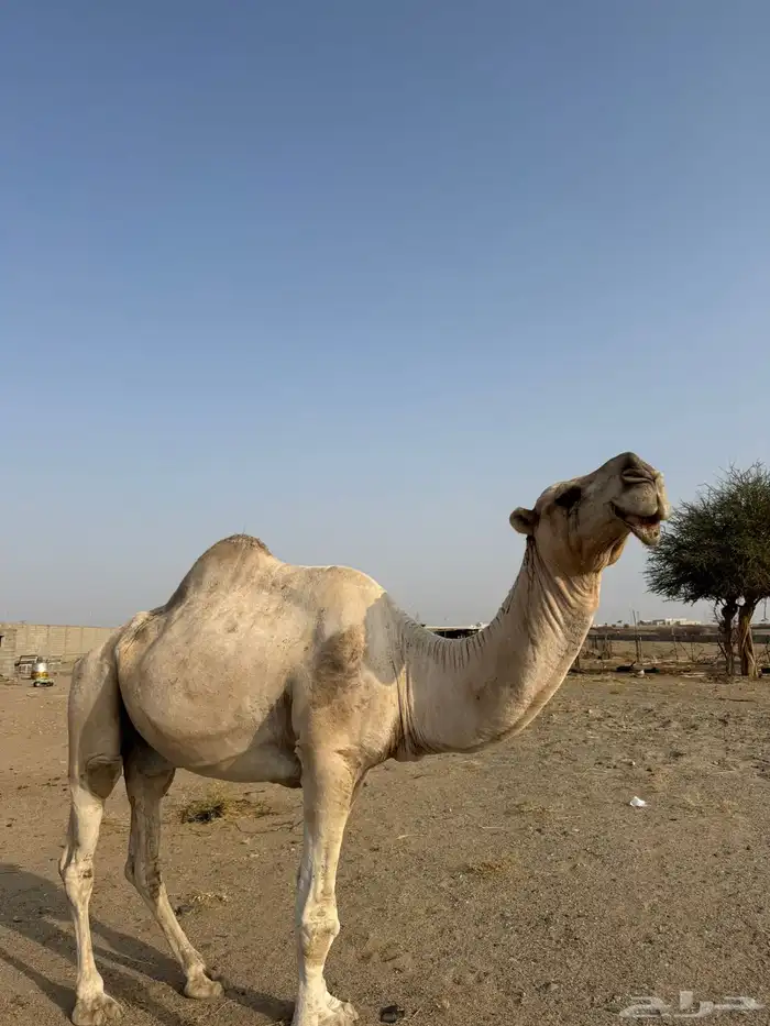 بعير للبيع 3
