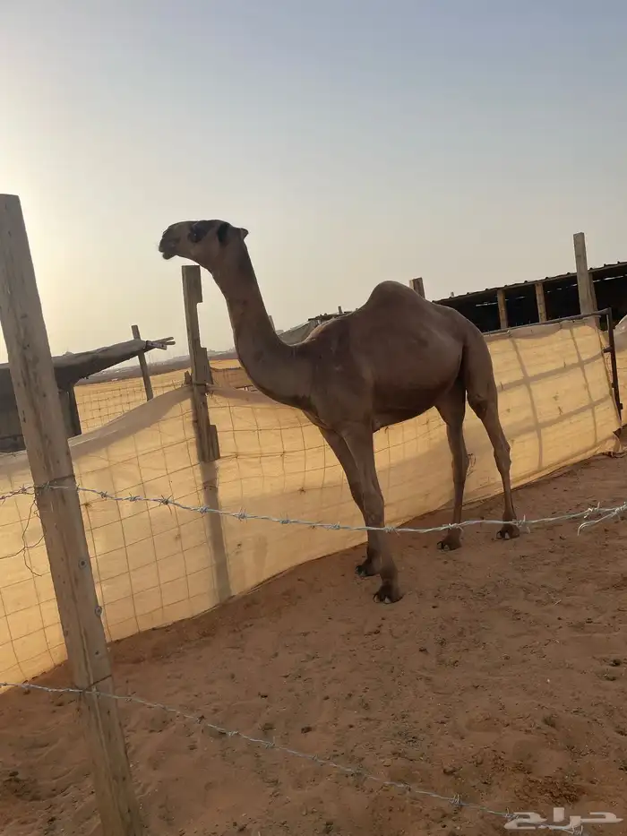 الرياض. مفرق رماح 0