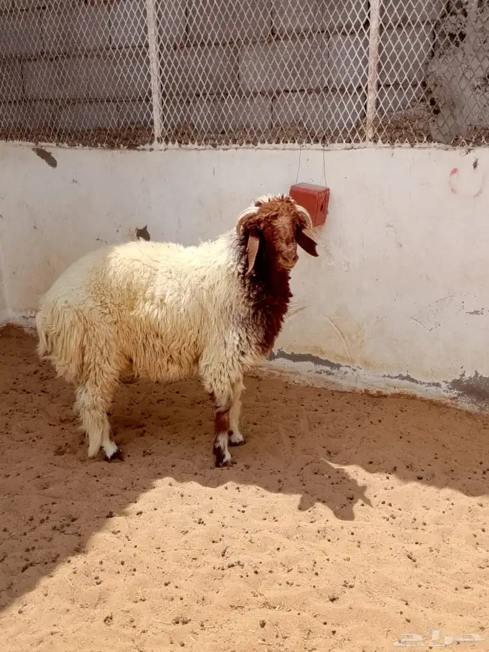 ( تم البيع ) خروف جذع 3
