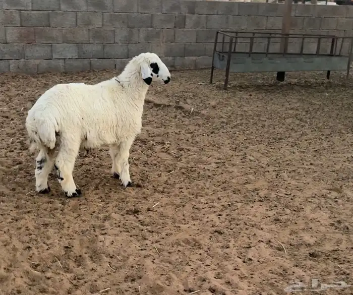 خروف ذبيحه طيبه 1
