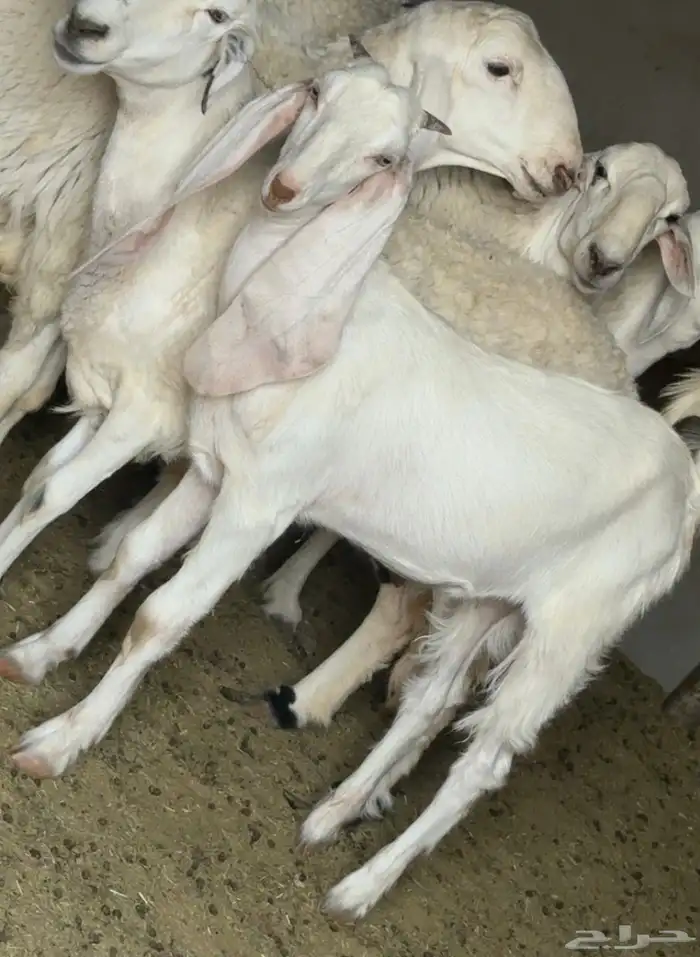 فحل بنجابي طيب صنف الصنف 2