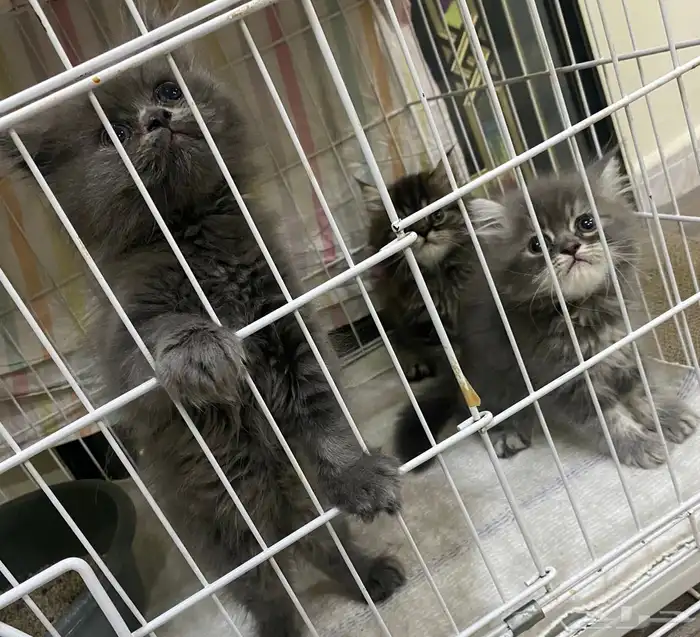 قطط للبيع بالخبر مستعجل 3