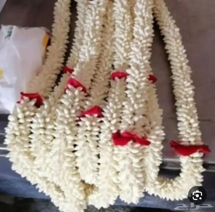 كباشه فل مبروم على الطلب 0