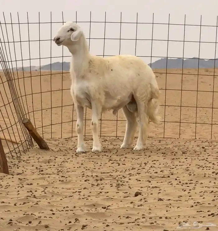 مشروع فحل صنف(تم البيع) 0