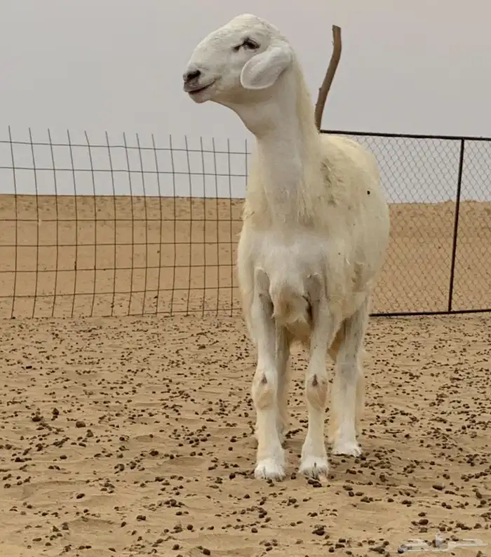 مشروع فحل صنف(تم البيع) 1