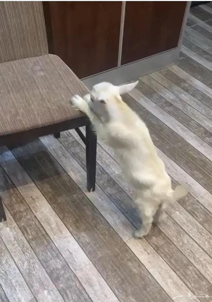 ماعز قزم للبيع مع ملحقاته 1