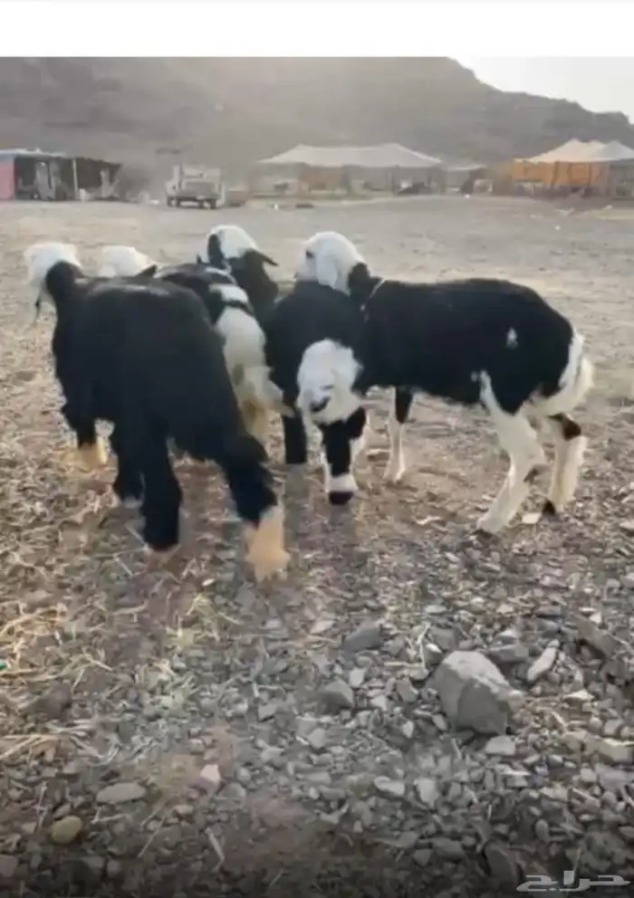 طليان نجد تربيه 1