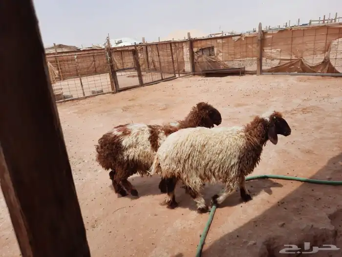 ذبايح 8نعيم طيبه 3