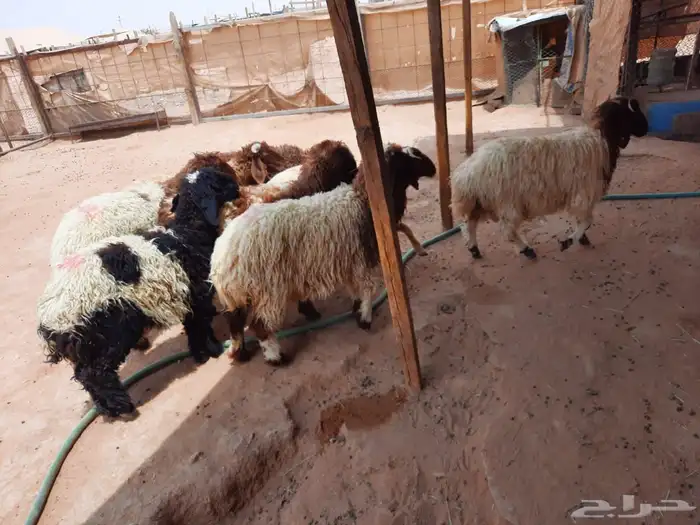 ذبايح 8نعيم طيبه 0