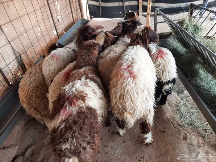 ذبايح 8نعيم طيبه 1