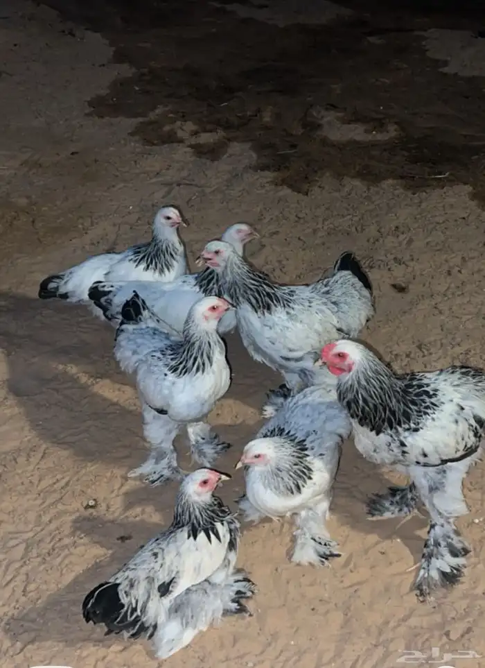 دجاج براهما طقم 6 دجاج وديك كولومبي 0