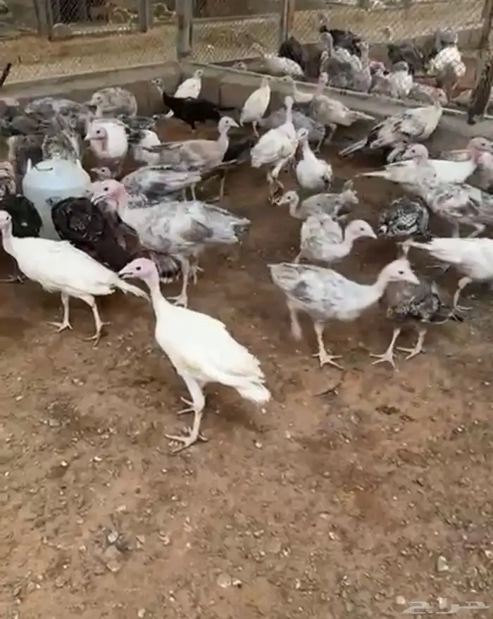 دجاج رومي 3