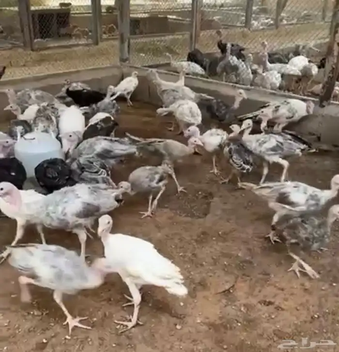 دجاج رومي 0