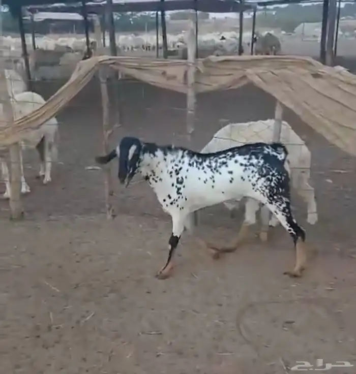 تيس بيشي فحل ثني ومشروط 0