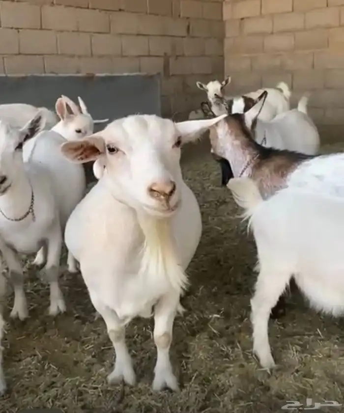 مجموعة ماعز قزم 1