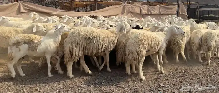 مراح حرش طيبه 0