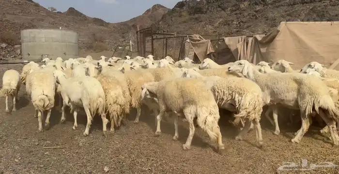 مراح حرش طيبه 5