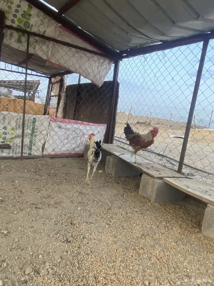 ديك البني 0