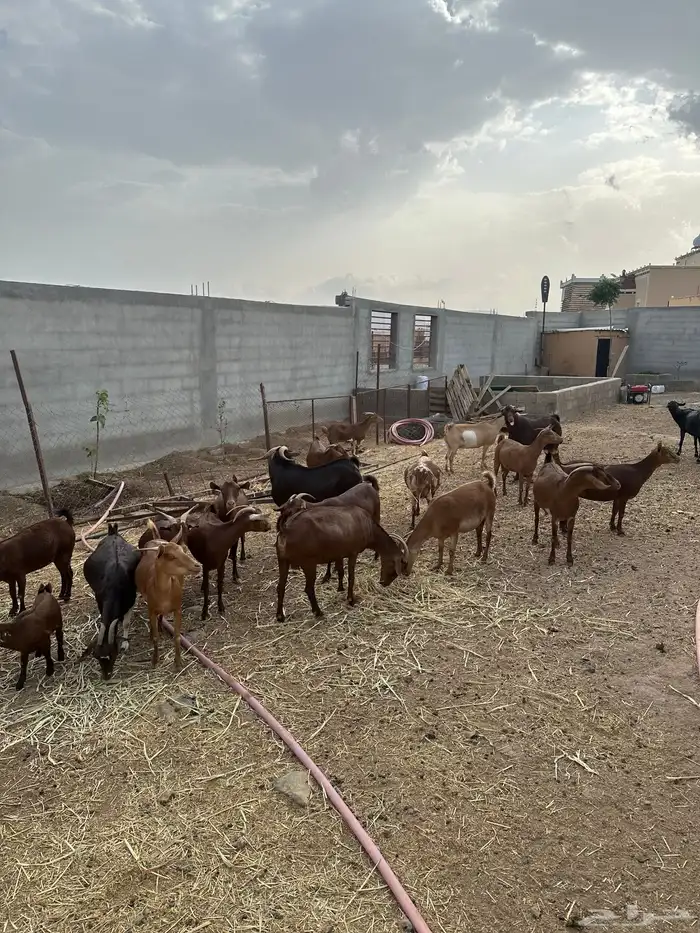 معزا حص دهم 1