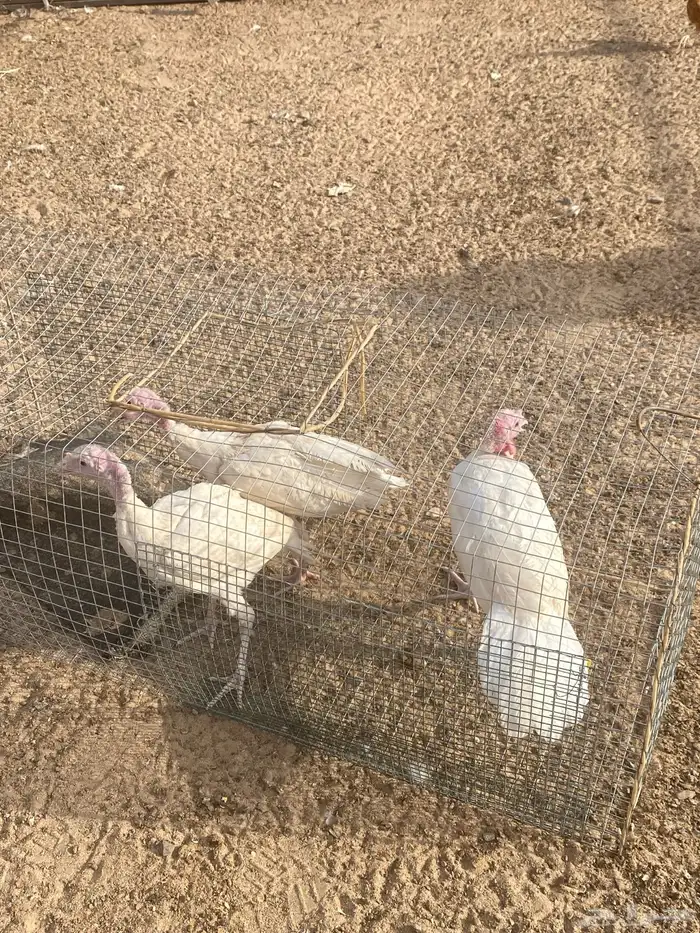 دجاج رومي ابيض 2