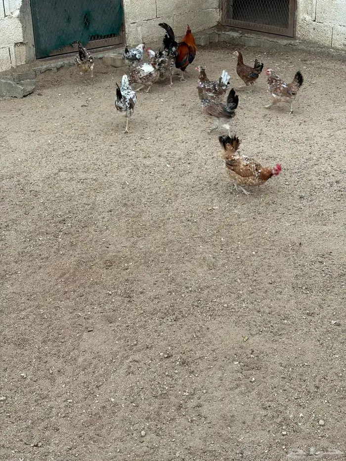 دجاج بلدي ماكنتوش 5