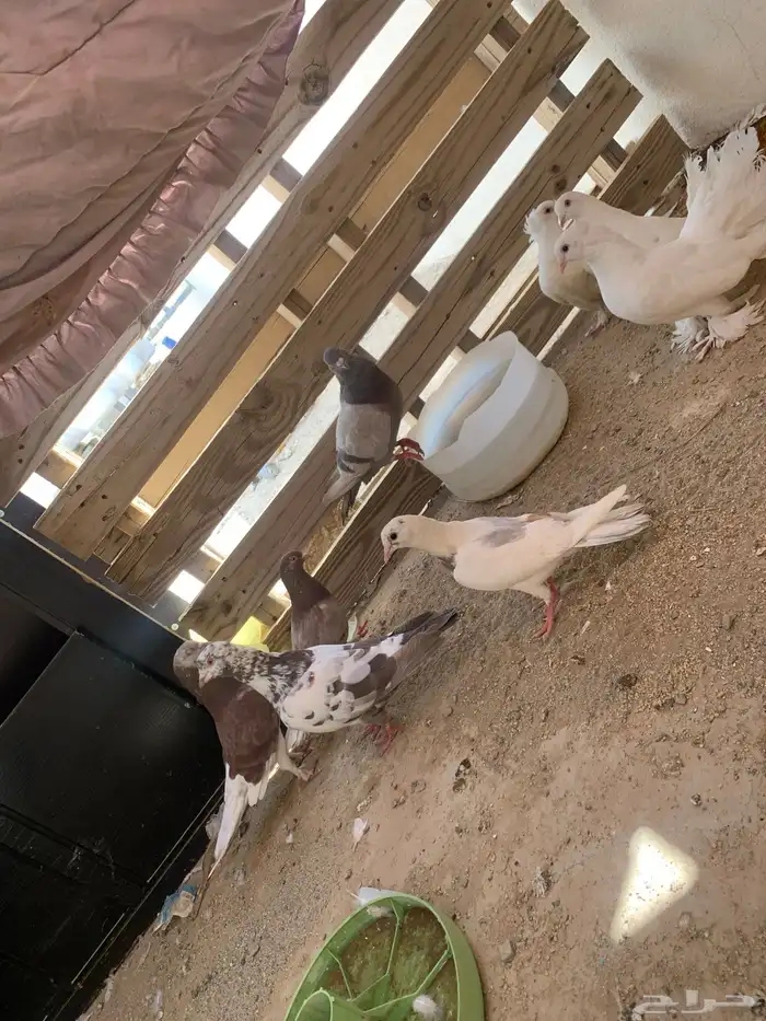 حمام للبيع 3