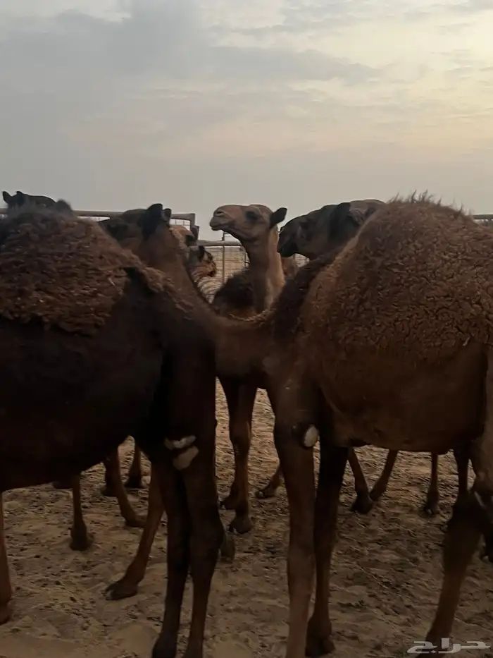 قعود لباني قعدان لبانيه العدد22 0