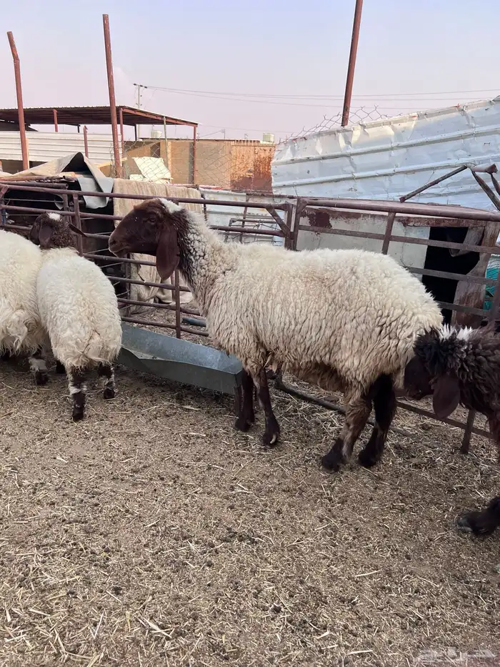 غنم طيبه 1