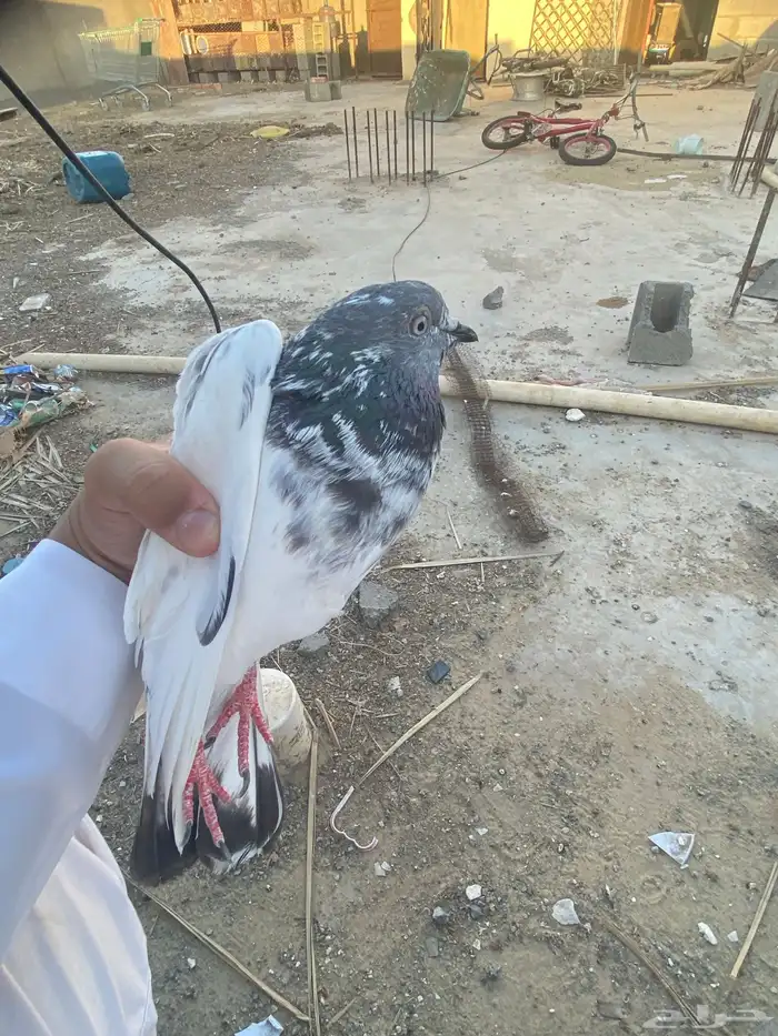 حمامه باكستانيه 0
