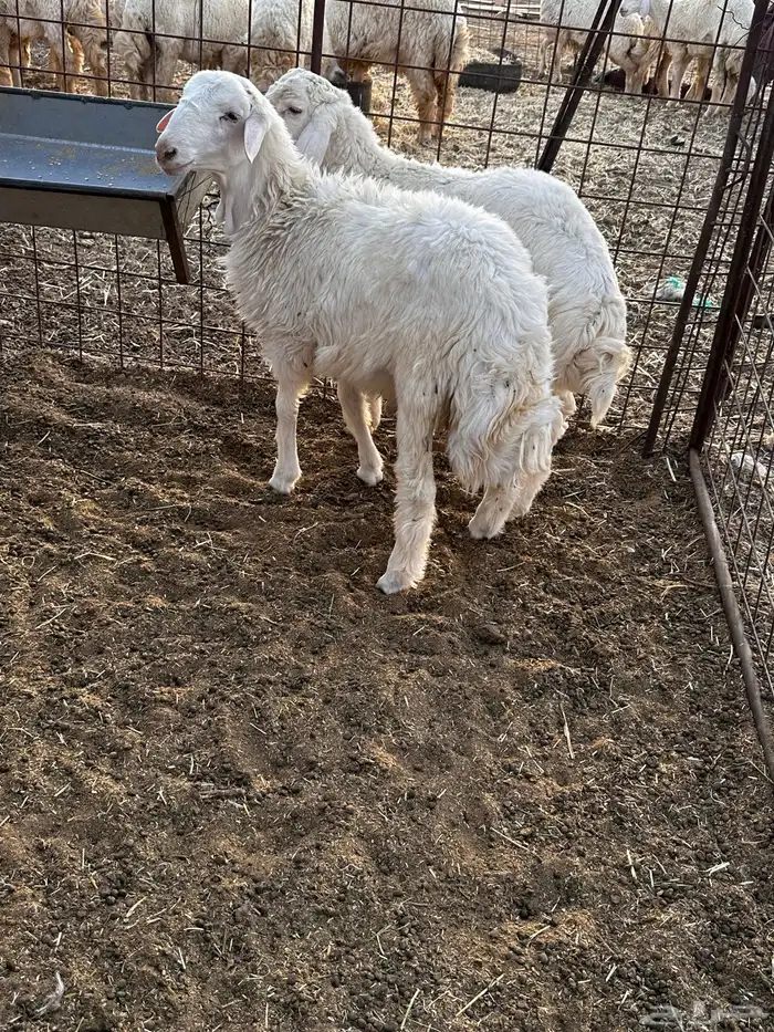 بهم حري 2