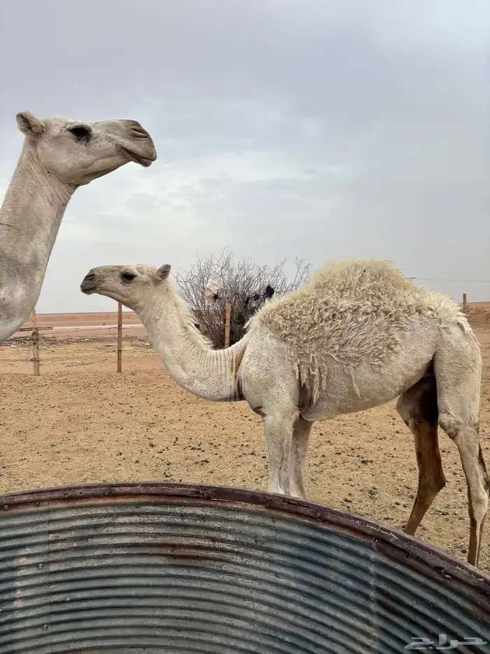 للبيع خلفه 8