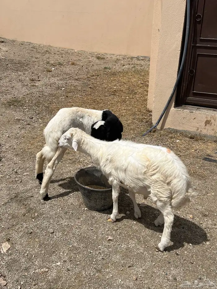 خروف ورخل للبيع 3