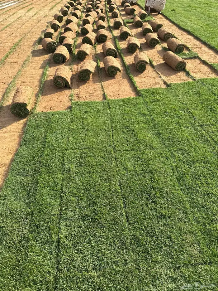 Natural Grass C2000 best quality free from weeds and clean 1