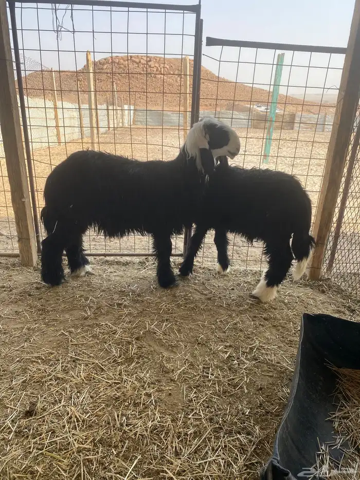 خرفان نجد جذعان سمان و طيبه 1