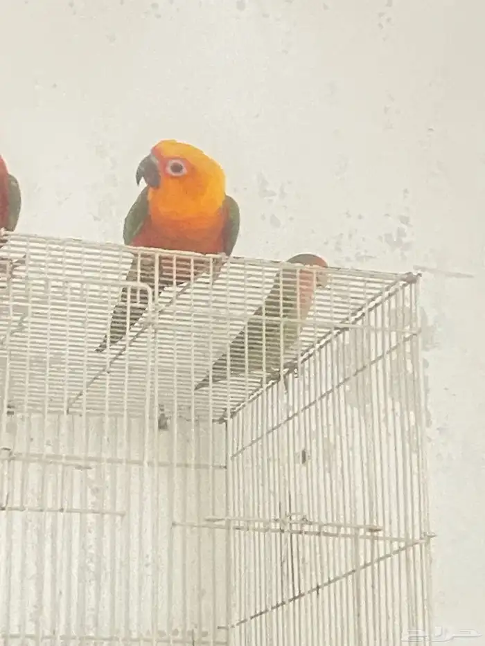 للبيع ذكر صن كنيور مانجو او البدل بانثى صحه ونظافه 0