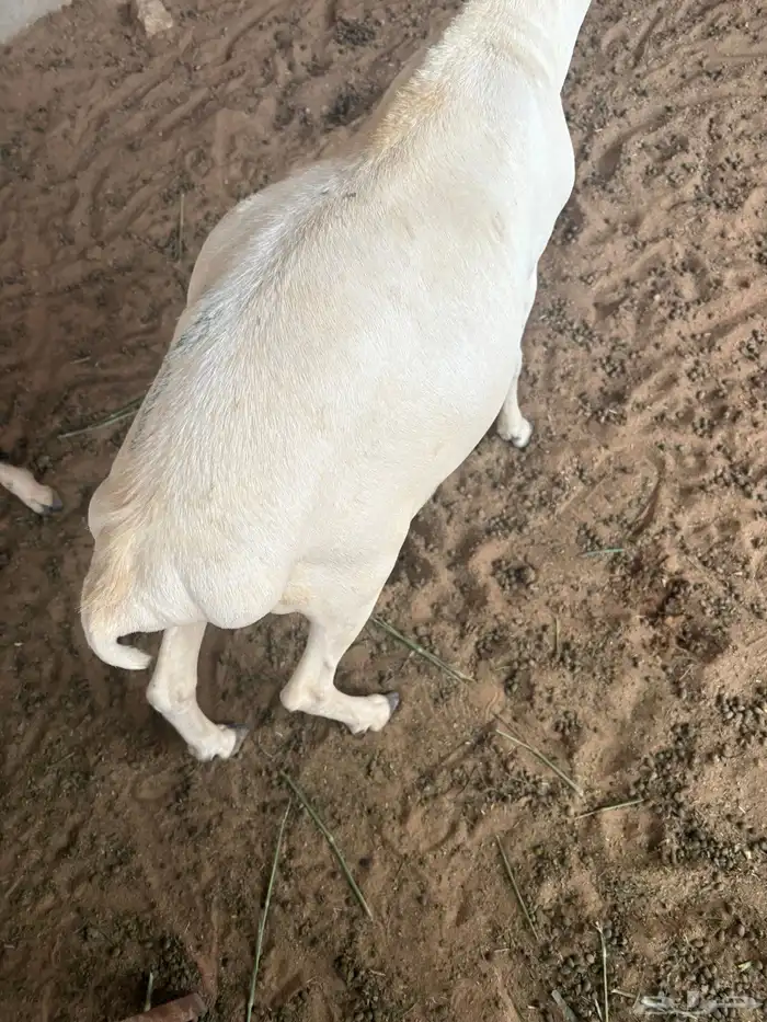 طليان برابر للبيع 2