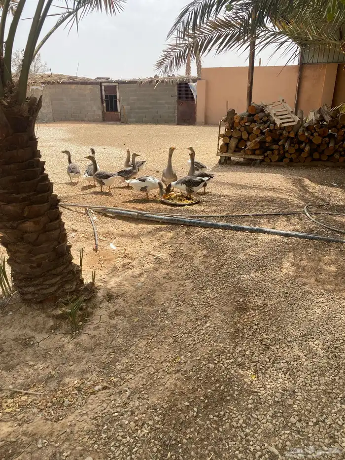 وز عراقي نظيف 0